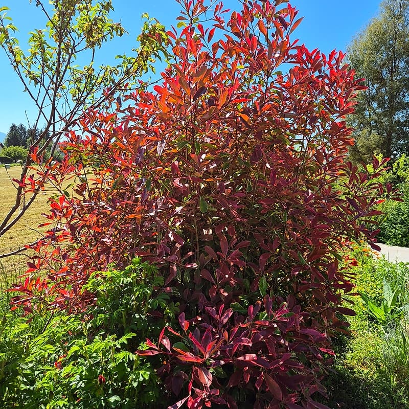 Photinia