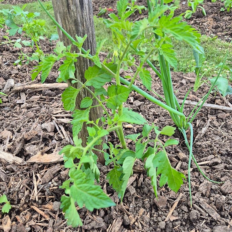 Tomates