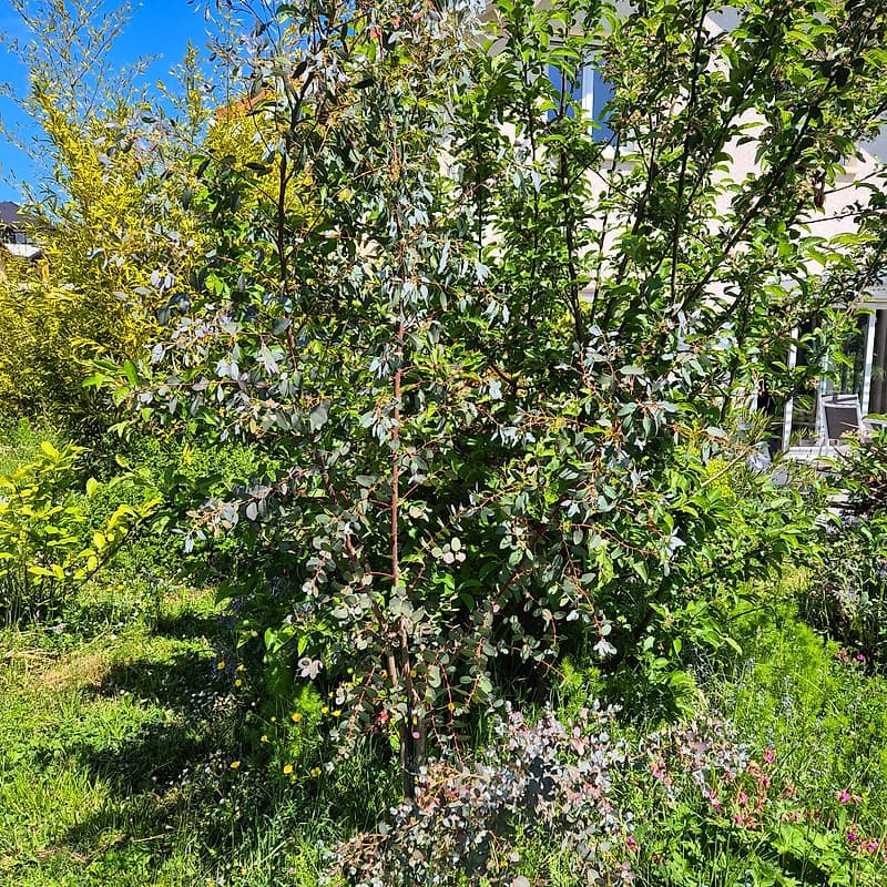 Eucalyptus 2