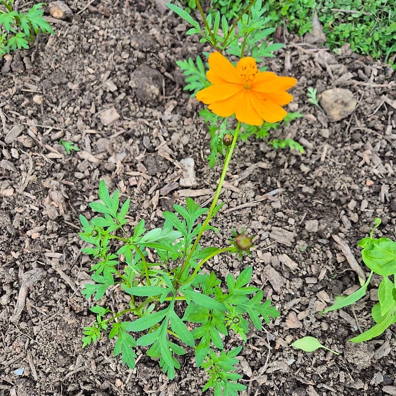 Cosmos