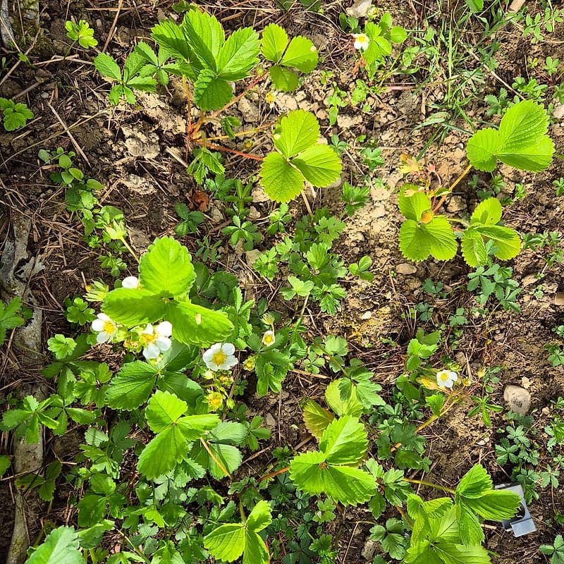 Fraise ciflorette