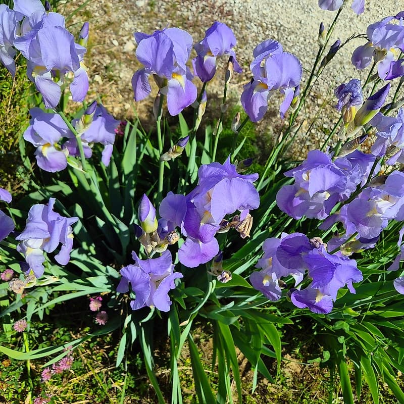 Iris