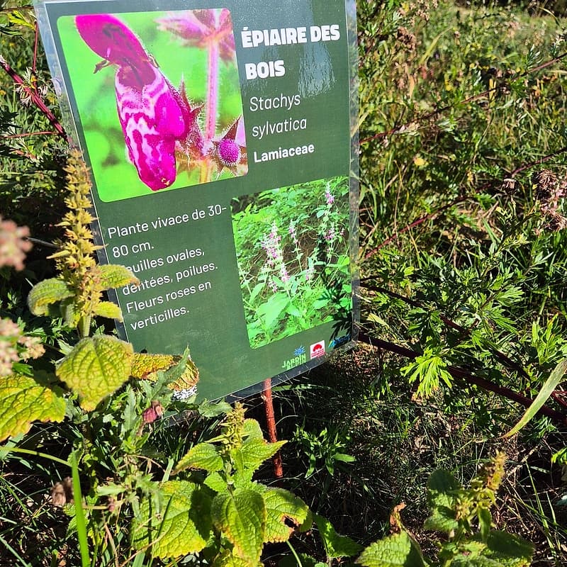 Epiaire des bois