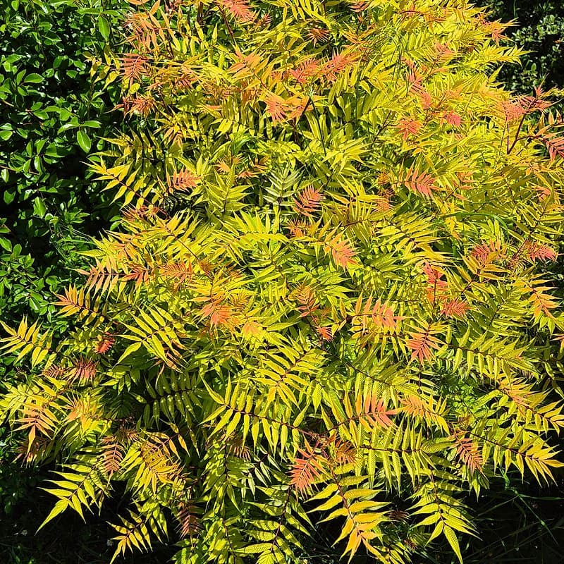 Spirée faux sorbier
