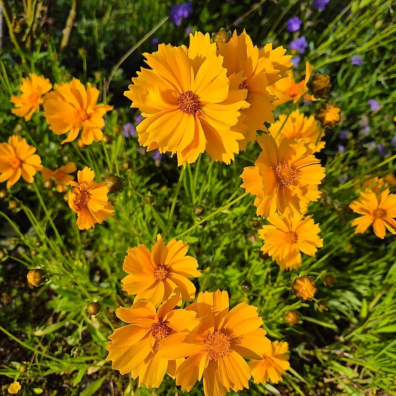 Coreopsis