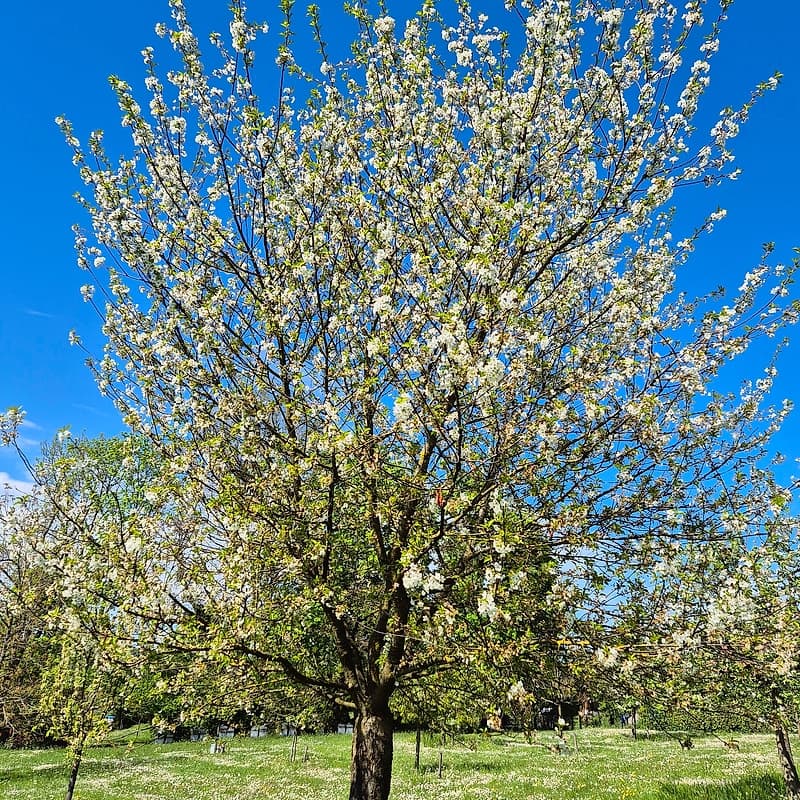Griotte CM2