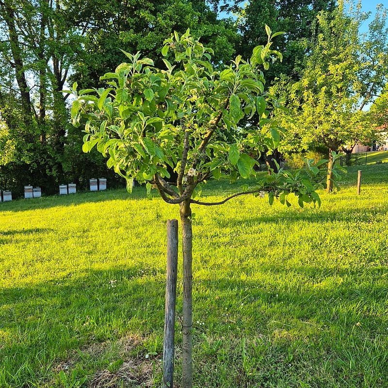 Pomme à côtes CM2
