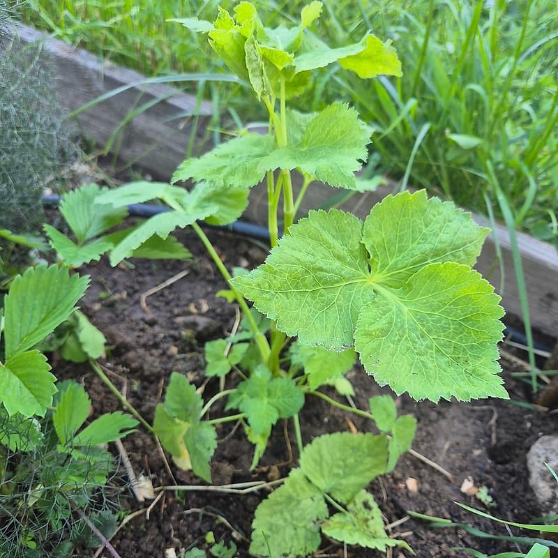 Persil Mitsuba 