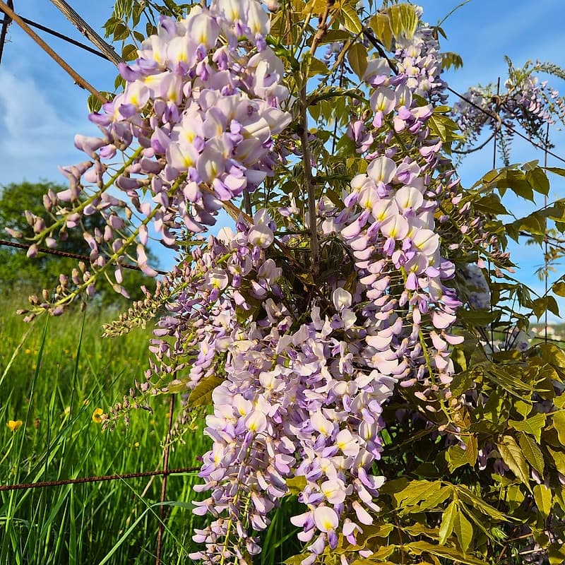 Glycine