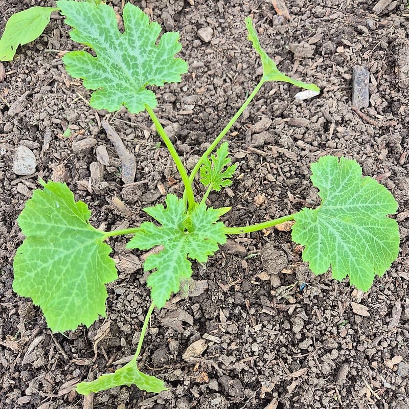 Courgette jeune Rheinau gold