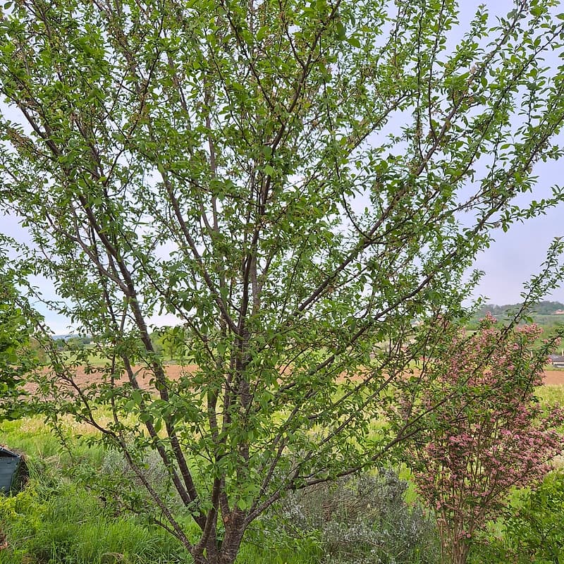 Prunier quetsche d'Alsace