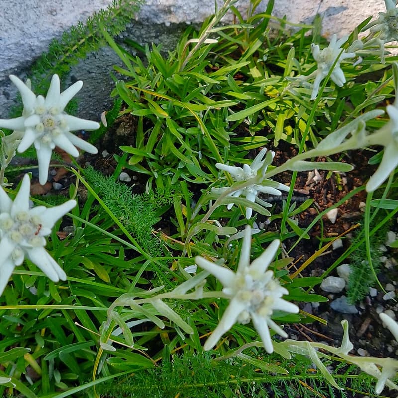 Edelweiss