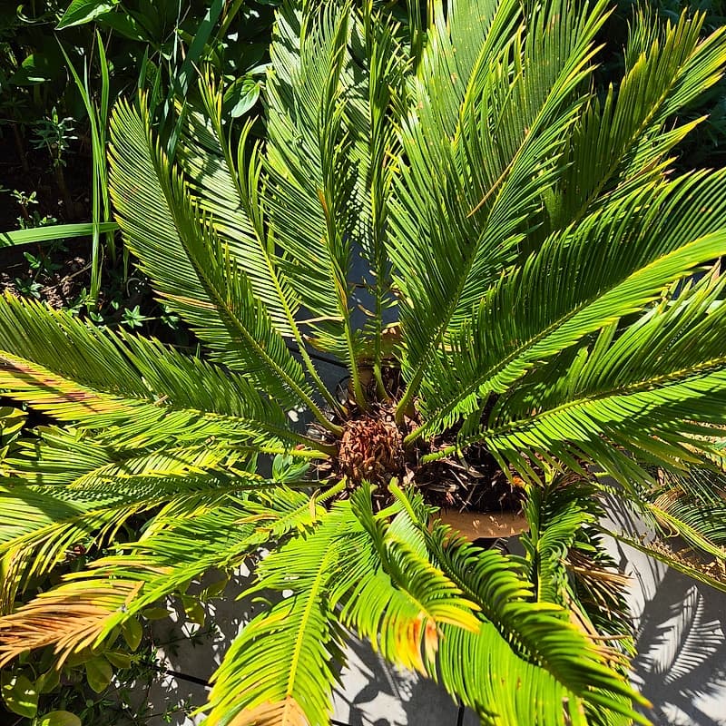 Cycas