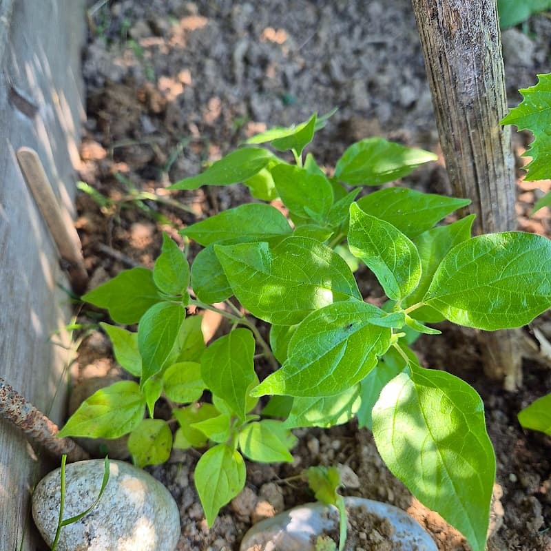Pariataire officinale