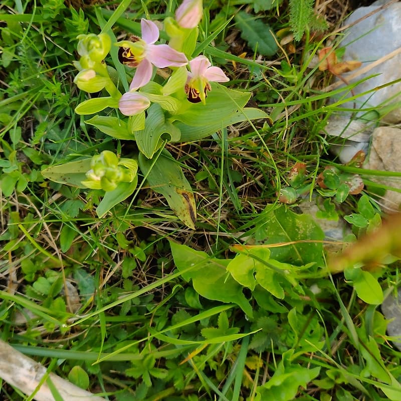 Orchis bourdon