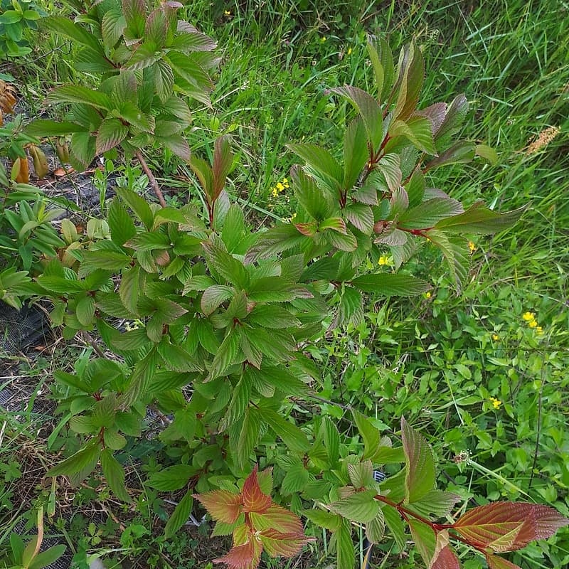 Viburnum Dawn