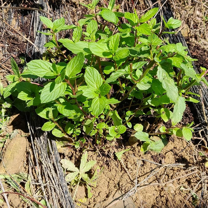Menthe Kentucky