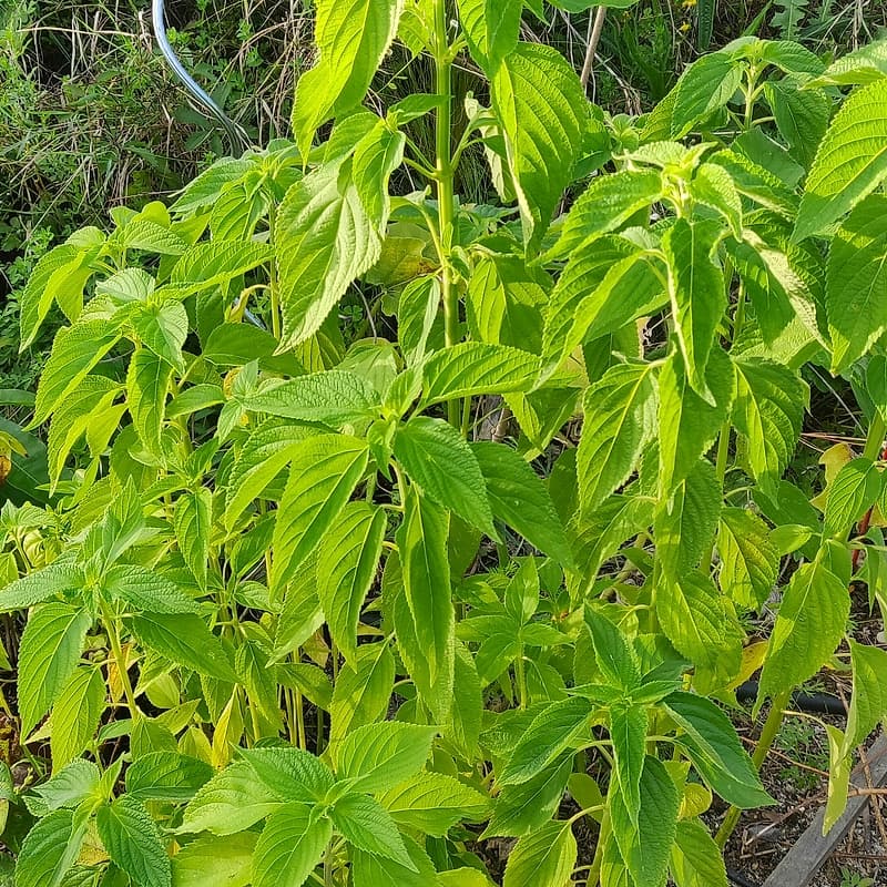 Chia