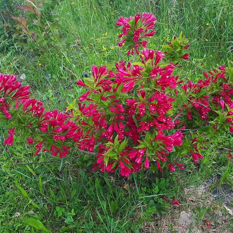 Weigelia