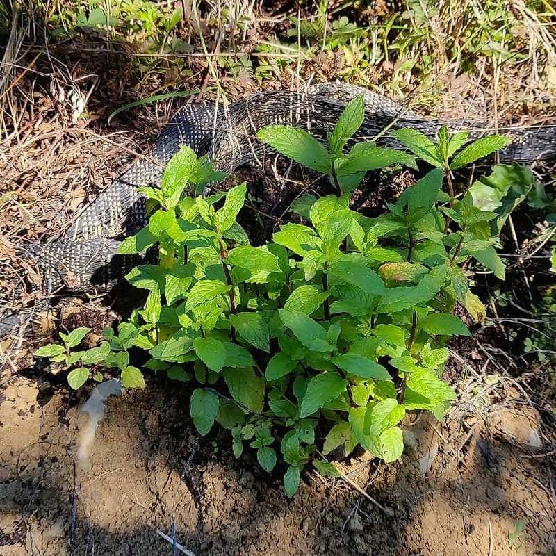 Menthe Hollywood