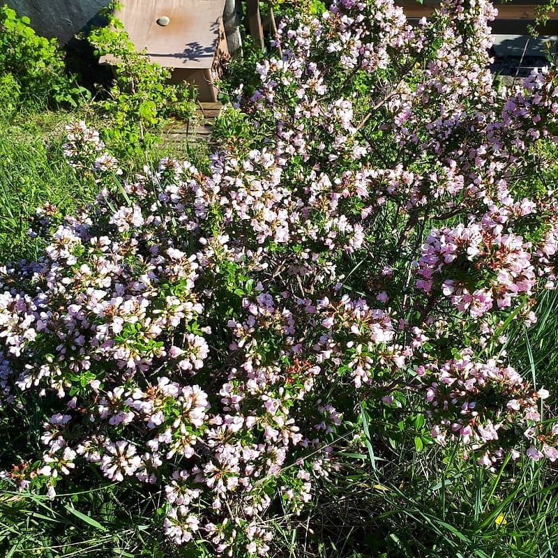 Escallonia