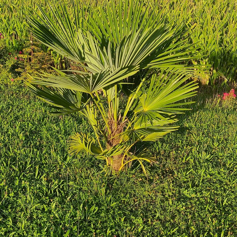 Trachicarpus fortunei
