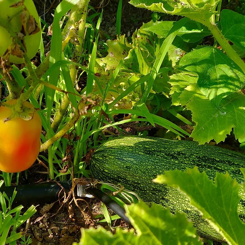 Tomate Olivette