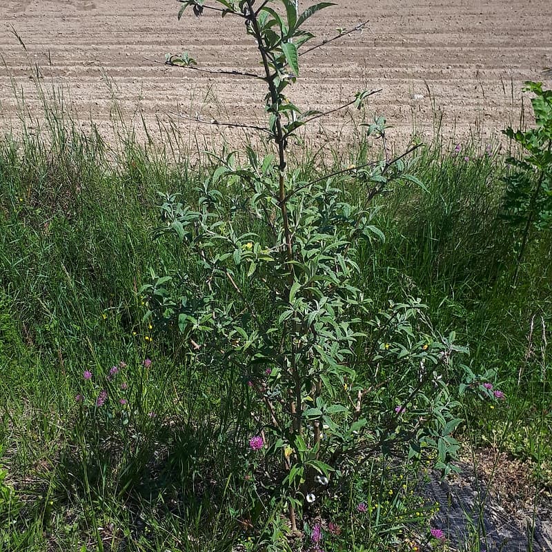 Buddleia