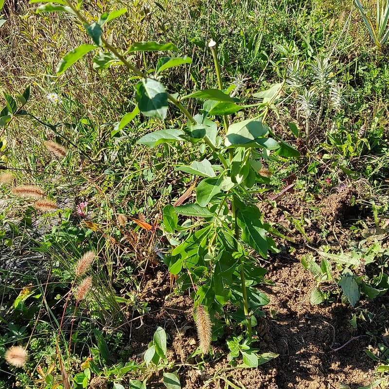 Lyciet (baies de Goji)