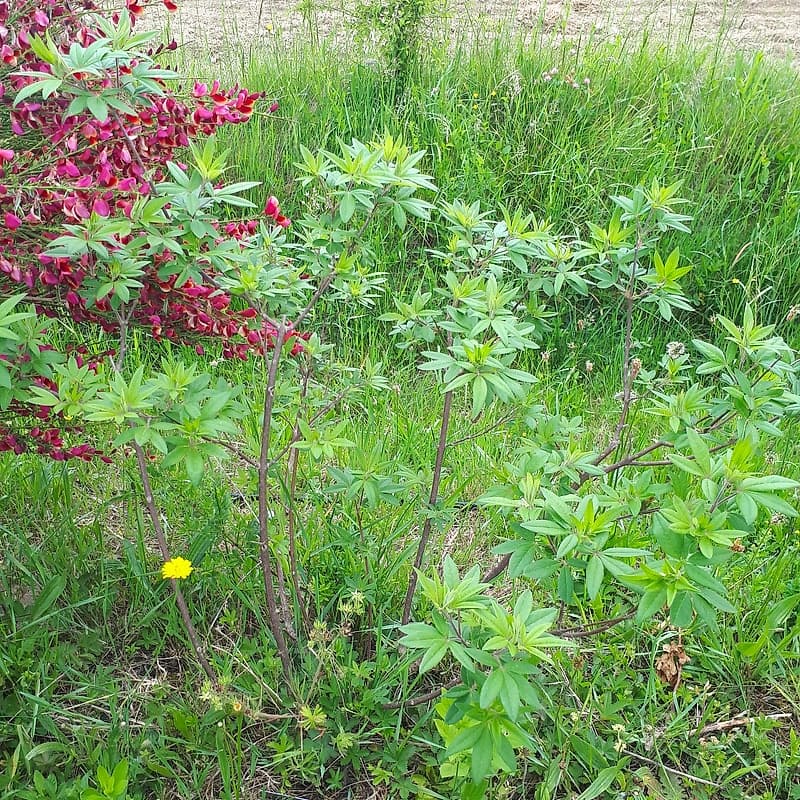 Vitex Agnus Latifolia