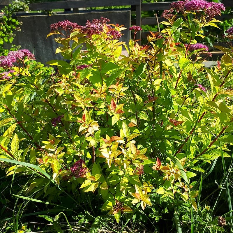 Spirée gold flame