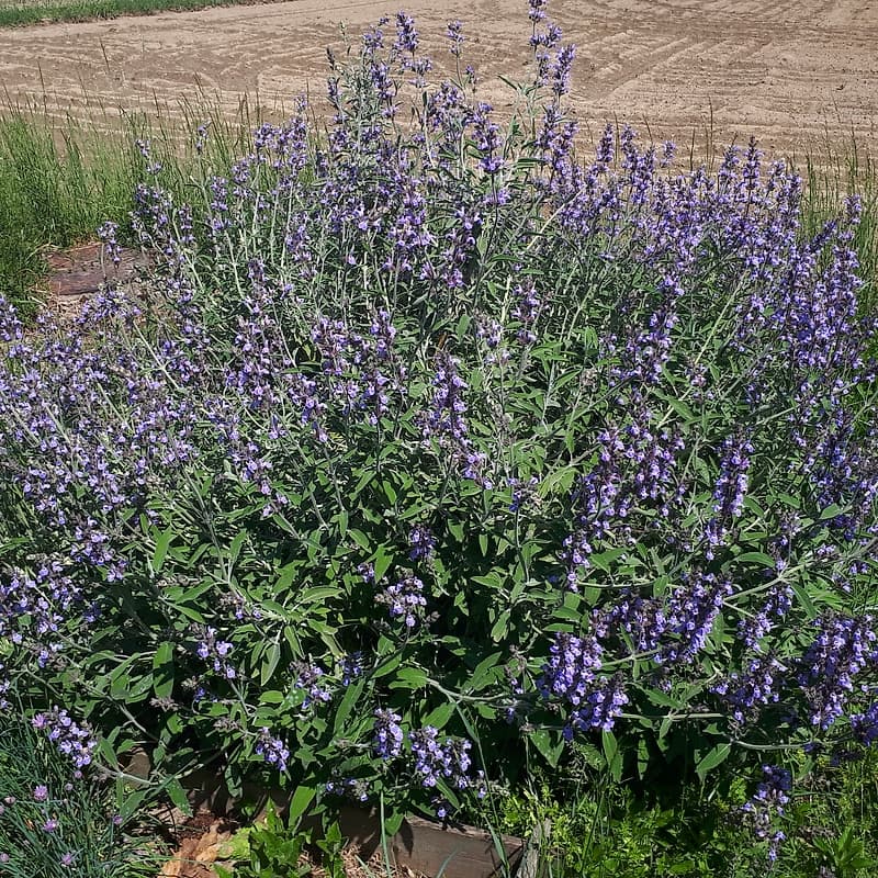 Sauge officinale
