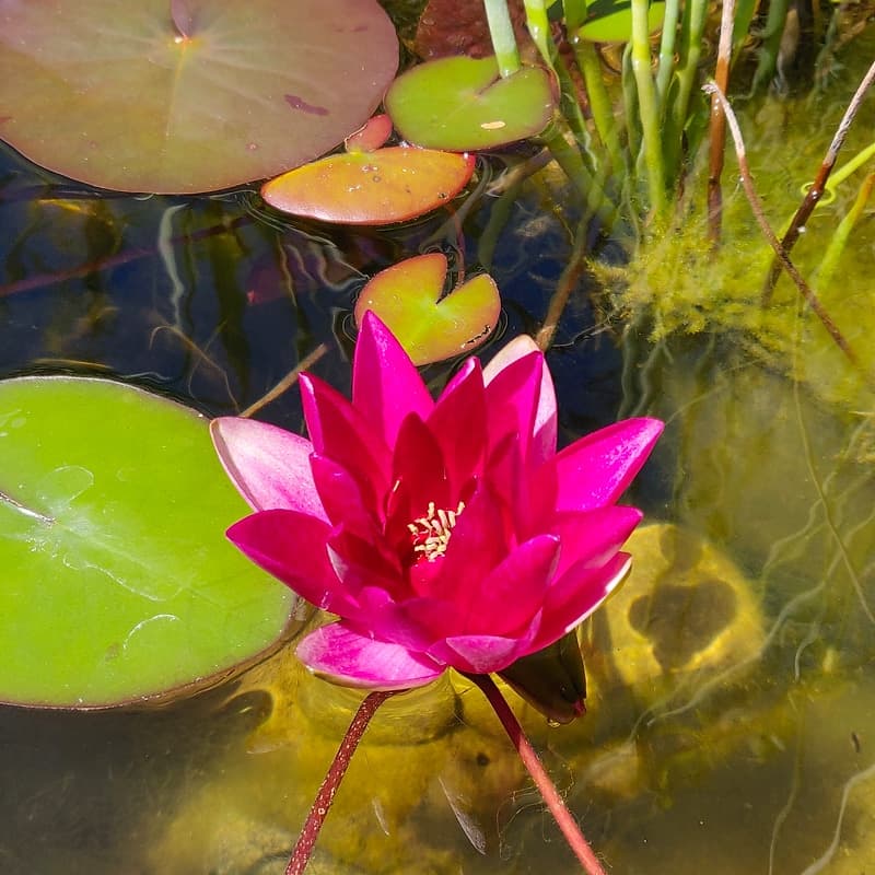 Nénuphar rouge