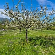 Reinette grise CP