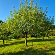 Gravenstein CM1 #1