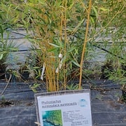 Phyllostachys aureosulaca aureocaulis