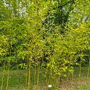 030 Phyllostachys Violescens