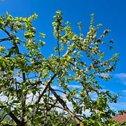 Pommier Querina GS 1
