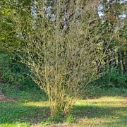 012 Phyllostachys Nigra Henonis