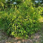 074 Bashania Fargesii