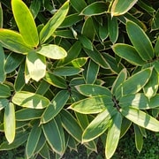 032 Sasa Veitchii
