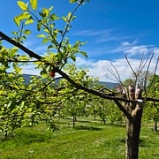 Pommier Belle du Clergeon CE1