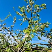 Pommier Querina CE1