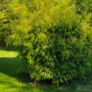 035 Chimonobambusa Quadrangularis