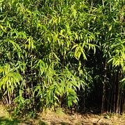 010 Pseudosasa Japonica