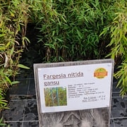 Fargesia nitida gansu
