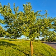Pomme a côtes