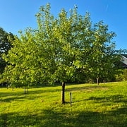 Gravenstein CM1 #2