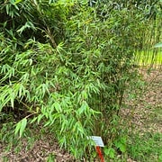 006 Thamnocalamus Denudatus