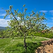 Pommier Querina GS 2
